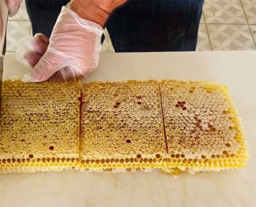 Production de miel dans le Périgord